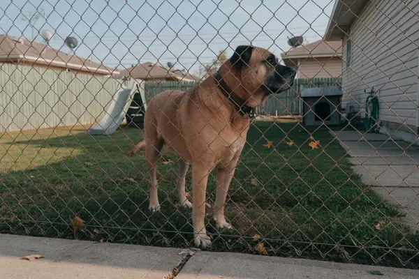 Illustration: a dog behind a chain-link fence.